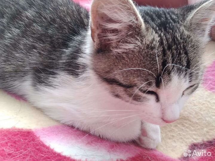 Котенок в добрые руки