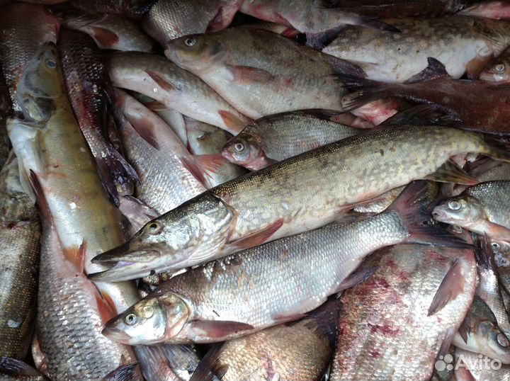 Рыба речная