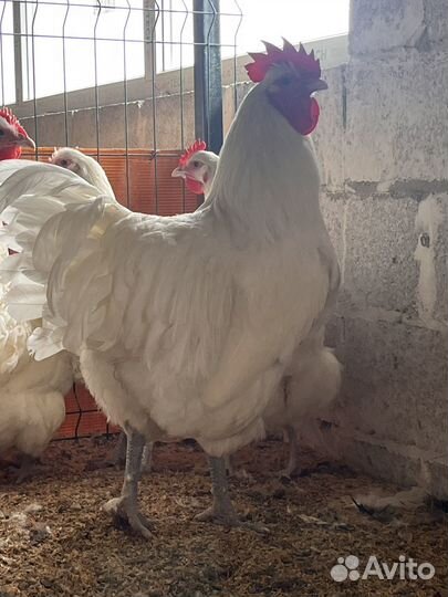 Петухи джерсийский гигант