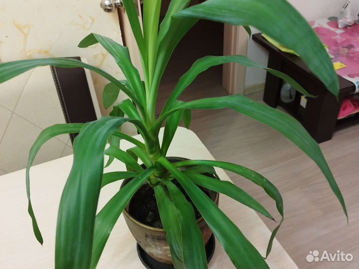 Юкка дерево счастья