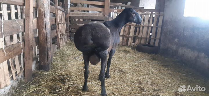 Племенные бараны