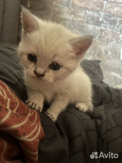 Британские котята