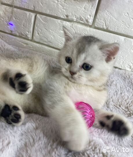 Шотландские котята