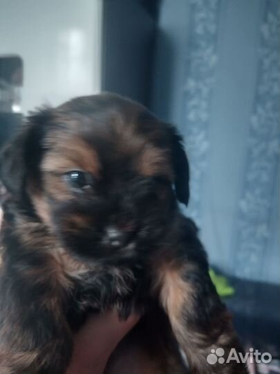 Йоркширский терьер щенки