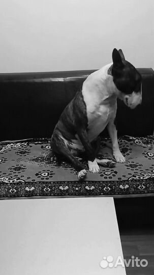 Бультерьер вязка