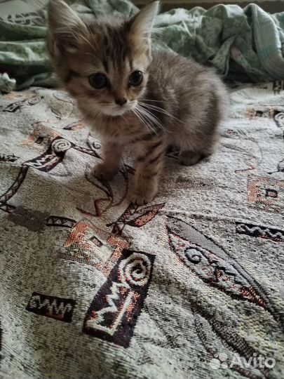 Отдам котенка