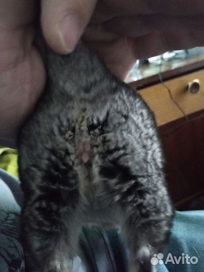 Шиншиллы светлые эбони носители фиолета