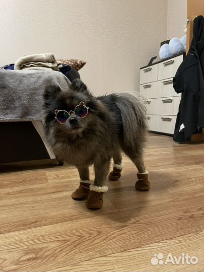 Немецкий шпиц вязка