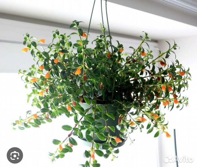 Нематантус грегариус