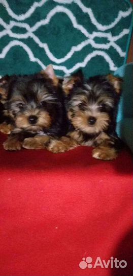 Щенки Йорка