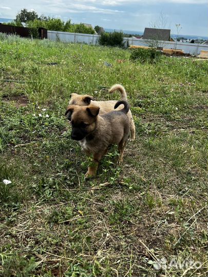 Щенки (девочки)