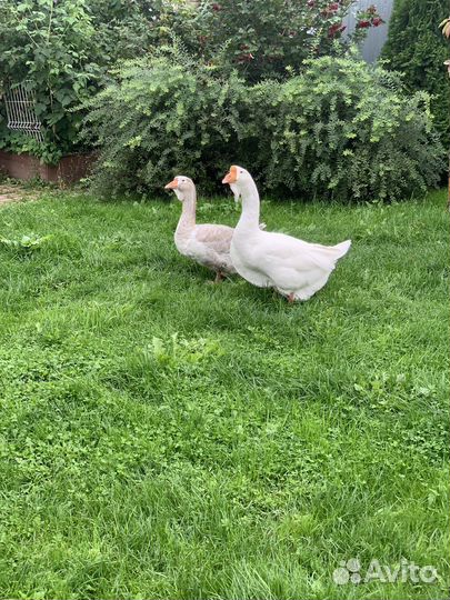 Холмогорские гуси