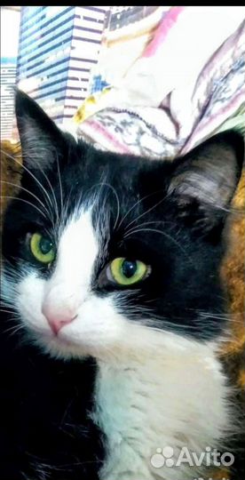 Молоденький, ласковый котенька Барсик