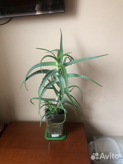 Алоэ лечебный