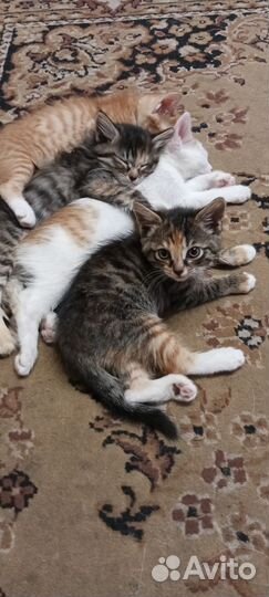 Кошки бесплатно