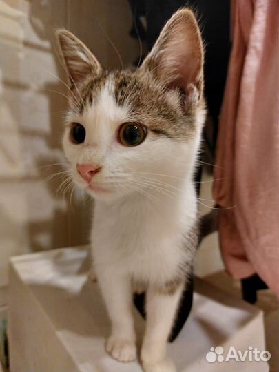 Котёнок ищет дом