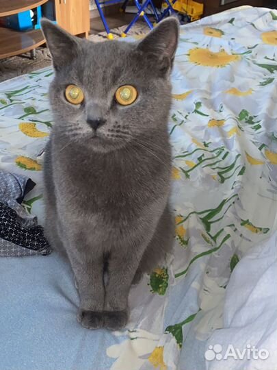Шотландская кошка