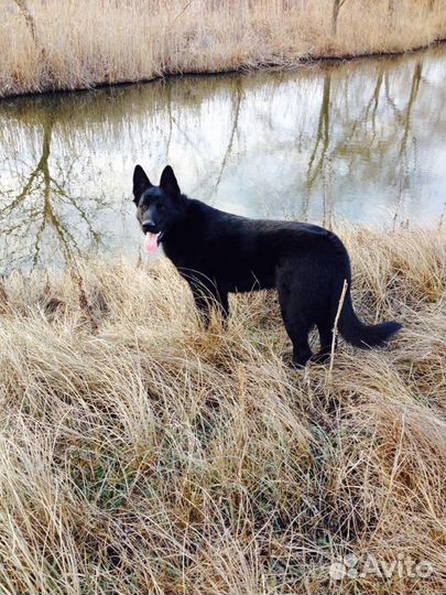 Восточноевропейская овчарка