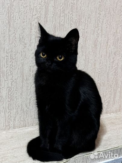 Кошка котенок черная