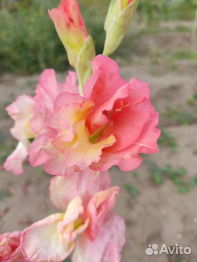 Гладиолусы луковицы