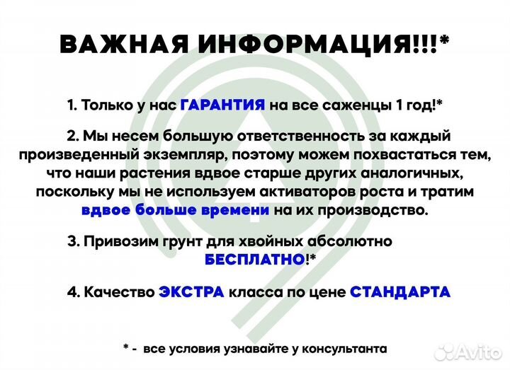 Туя смарагд хорошая
