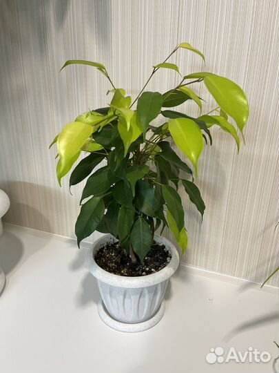 Фикус бенджамина неон
