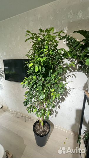 Фикус бенджамина большой