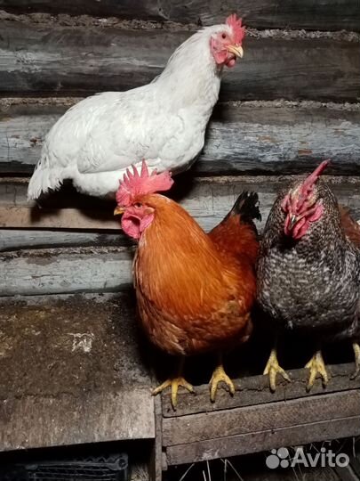 Молодые петухи