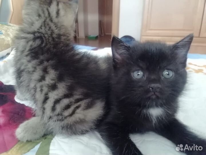 Котята