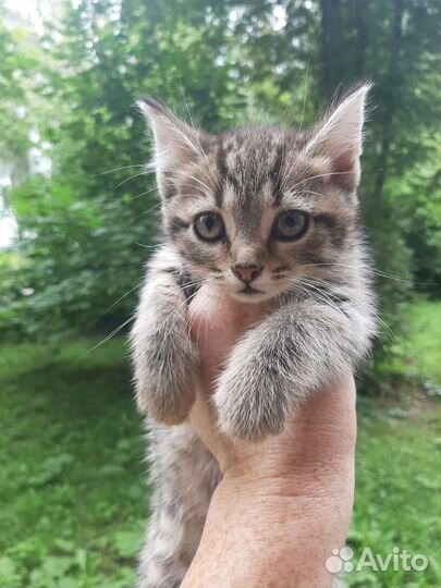 Котята в дар