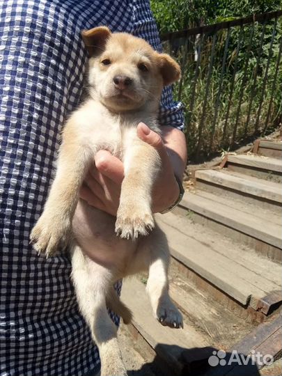 Девочка щеночек