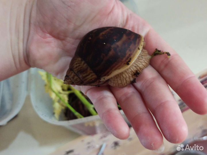 Ахатины бесплатно