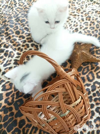 Британские котята серебристая шиншилла