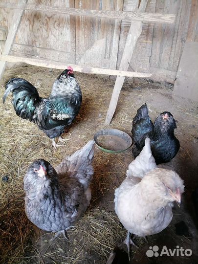 Яйцо Марана, Амераукана