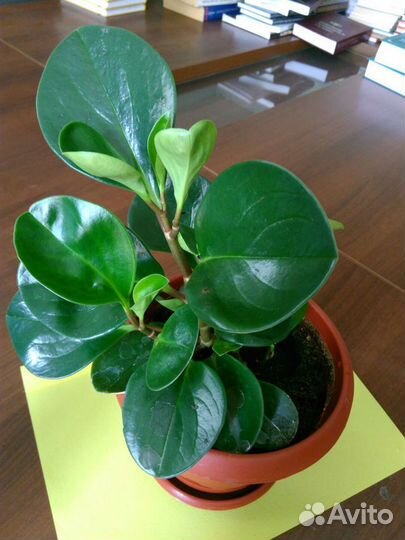 Цветы комнатные