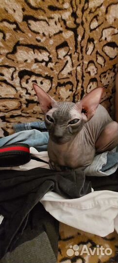 Донской сфинкс