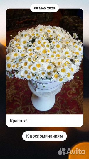 Полевые цветы ::Ромашки