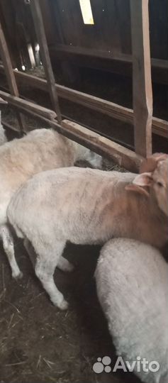 Овцы бараны
