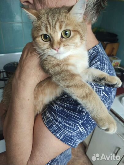 Кошечка Милочка