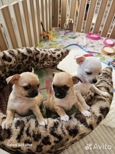 Щенки чихуахуа девочки