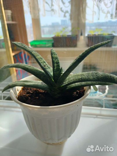 Гастерия, суккуленты