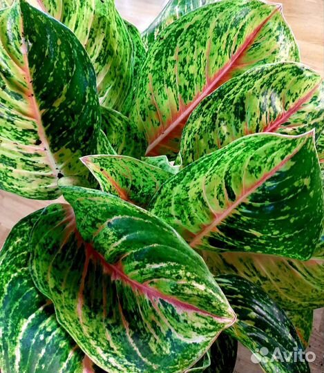 Аглаонема боксинг