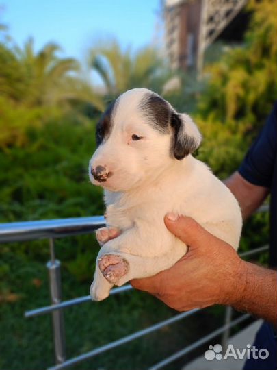 Мальчик в добрые руки отдам бесплатно