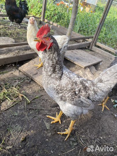 Петухи амераукана