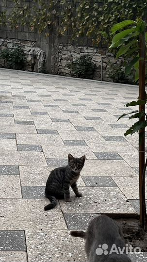 Котята в добрые руки даром