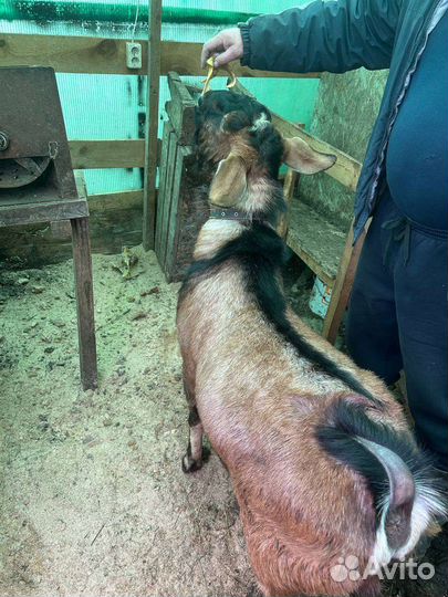 Нубийский козел вязка