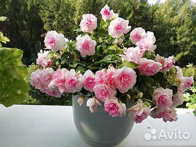 Бальзамины, бегония вечноцветущая