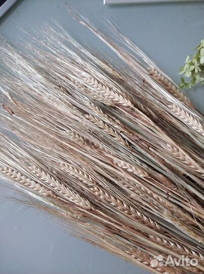 Колосья пшеницы, сухоцвет, гортензия