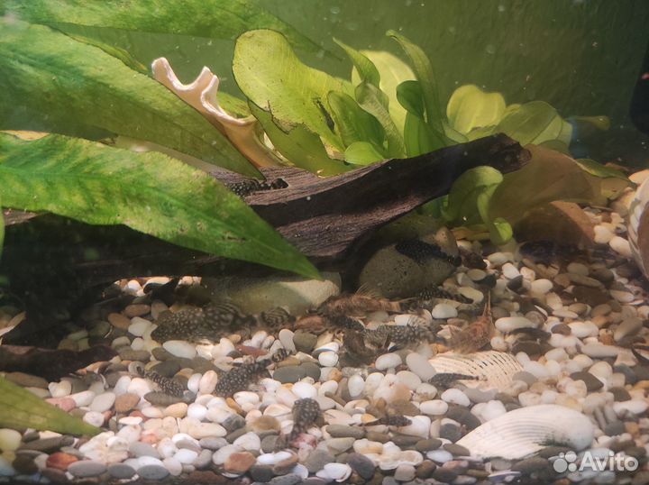 Аквариумные рыбки сомики - Анцитрусы, меченосцы