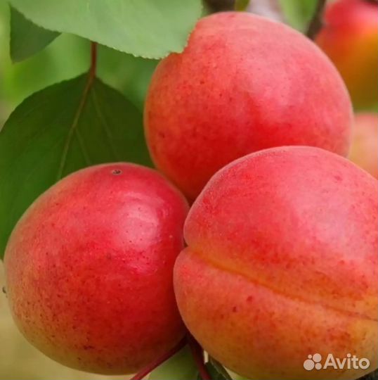 Саженцы Абрикоса Робада